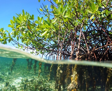 Healthy Coastal Ecosystems 